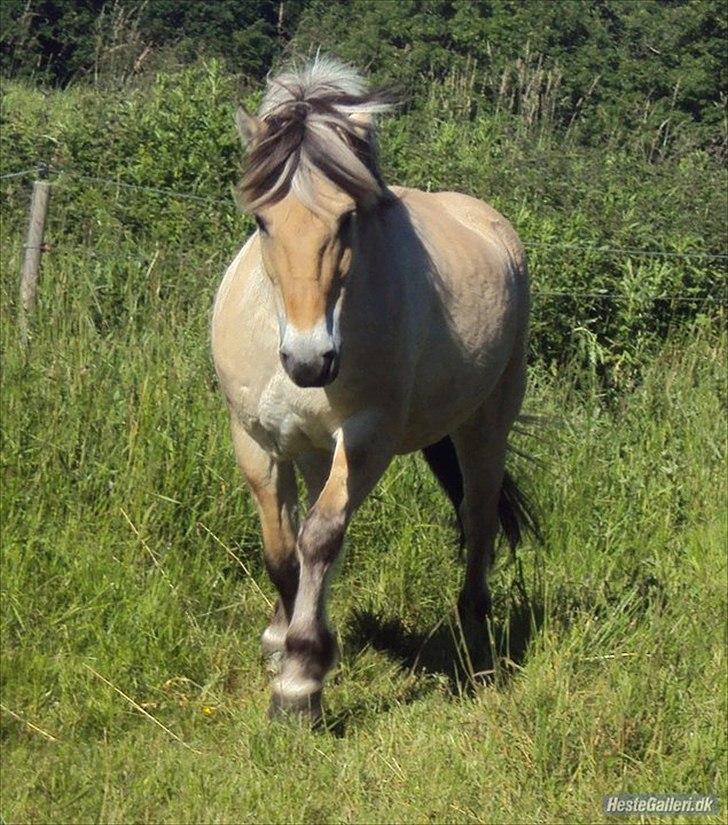 Fjordhest Freddy - (billedet må ikke kopieres)  billede 11
