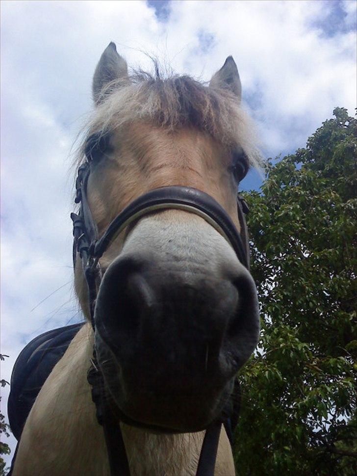 Fjordhest Freddy - (billedet må ikke kopieres)  billede 12