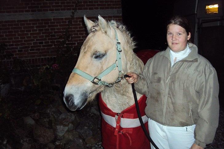 Fjordhest Freddy - (billedet må ikke kopieres) FOTO: Min far billede 14