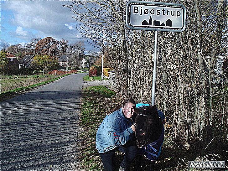 Shetlænder Sofus. - (billedet må ikke kopieres)  billede 16