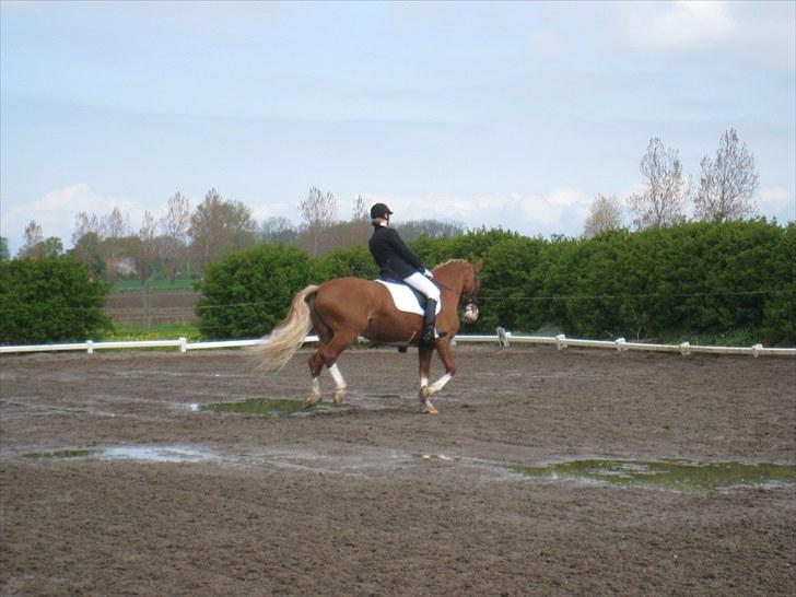 Frederiksborg *Cassandra af egensevang* - Cirkel volte i galop. fik 7 og kommentaren: flot tegnet, lidt modstand i anspringet. billede 13
