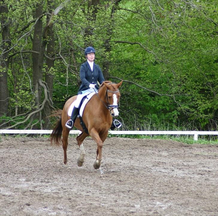 Dansk Varmblod Søndermarkens Fieldman billede 16