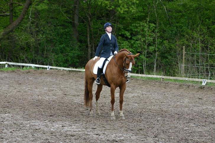 Dansk Varmblod Søndermarkens Fieldman billede 17