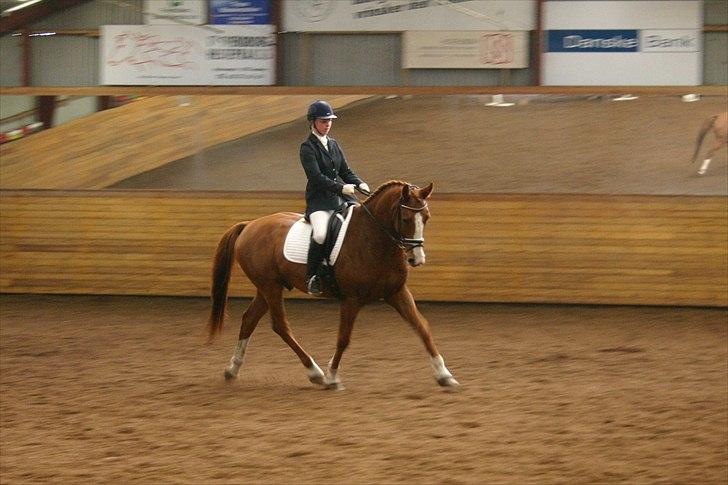 Dansk Varmblod Søndermarkens Fieldman billede 18