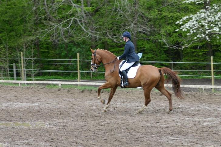 Dansk Varmblod Søndermarkens Fieldman billede 19