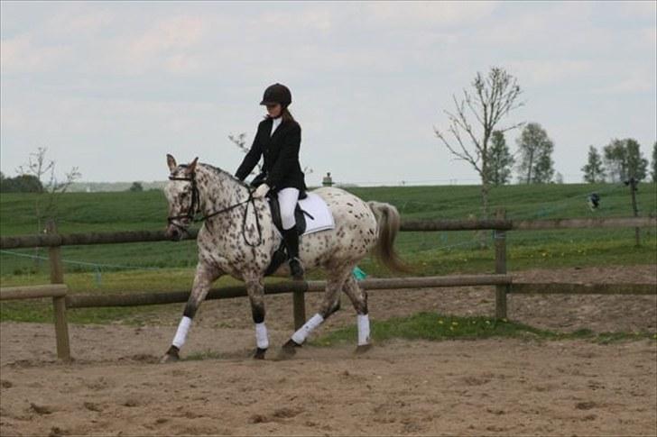 Knabstrupper Flying Vendetta (Bisse$;) - Stævne :D <3 - Smukke smukke Bisse!(´: <3 billede 9