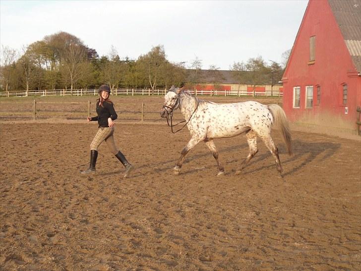 Knabstrupper Flying Vendetta (Bisse$;) - Aww min dejlige hest! - elsker diiig!<3. billede 11