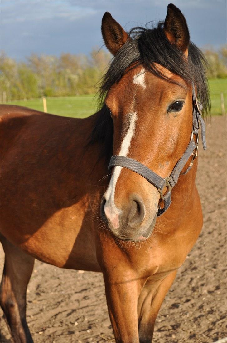 Anden særlig race Ferrari  billede 1
