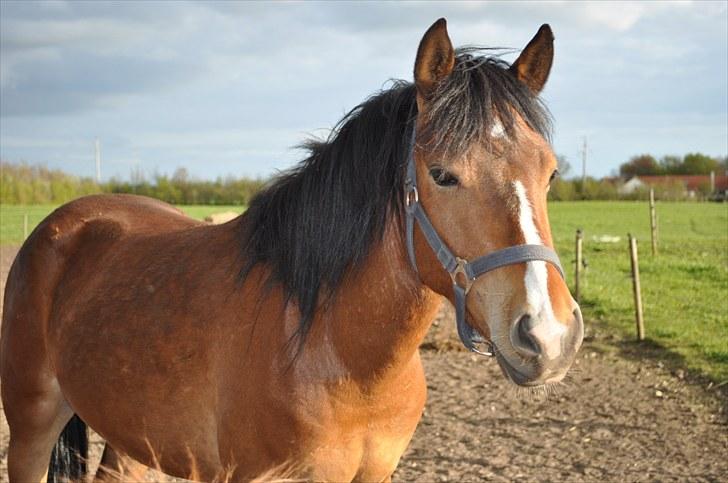 Anden særlig race Ferrari  billede 2