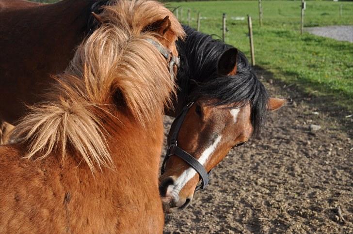 Anden særlig race Ferrari  billede 3