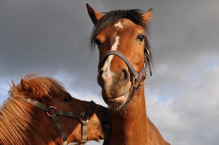 Anden særlig race Ferrari  billede 4