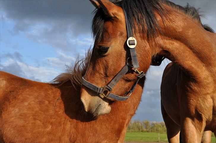 Anden særlig race Ferrari  billede 5