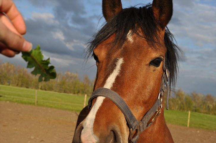 Anden særlig race Ferrari  billede 6