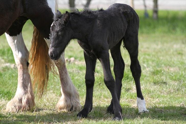 Tinker Fogderups Eithna billede 4