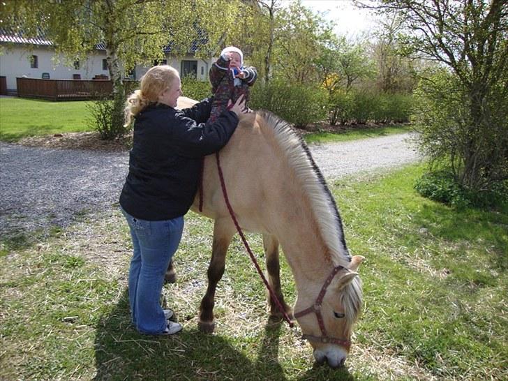 Fjordhest Tamra ~ Pensioneret ~ Rip min smukke engel - Så var han forbi igen og ja han skulle da lige op og prøve igen hvor han er 6½ mdr (billedet taget d 6.5.2010) billede 16