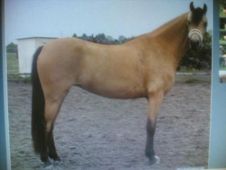 Welsh Pony (sec B) låddenhøjs spigall *DM 2011* billede 6
