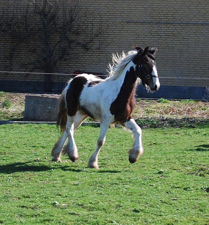 Tinker Satin´s La Quba - Så stolt hun ser ud. April 2011 billede 5