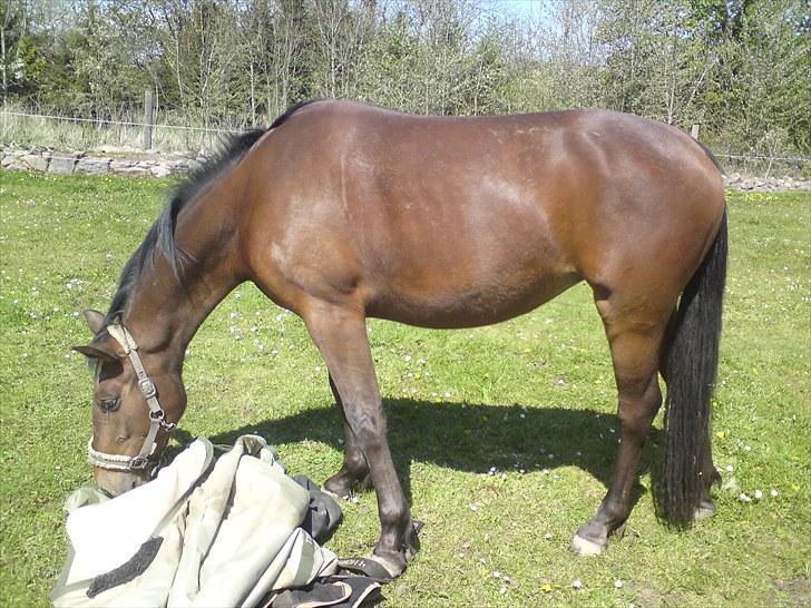 Anden særlig race Mona billede 6