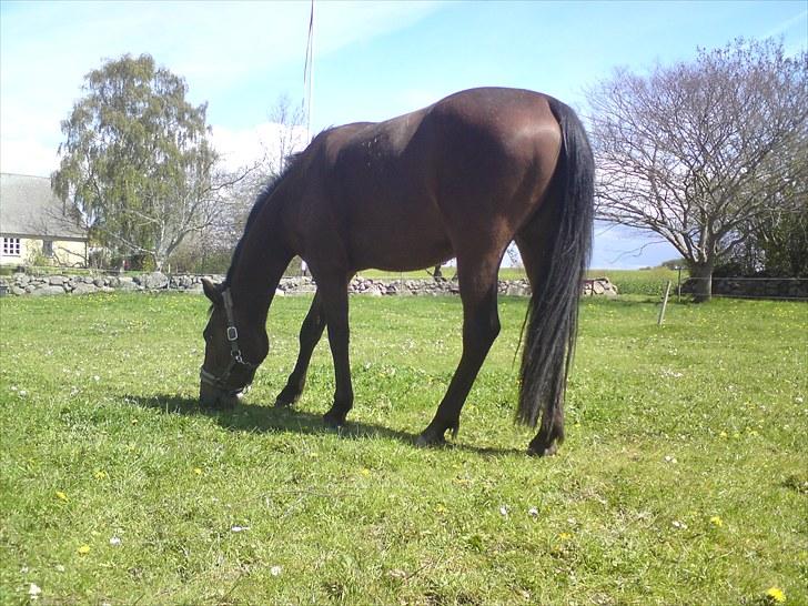 Anden særlig race Mona billede 7