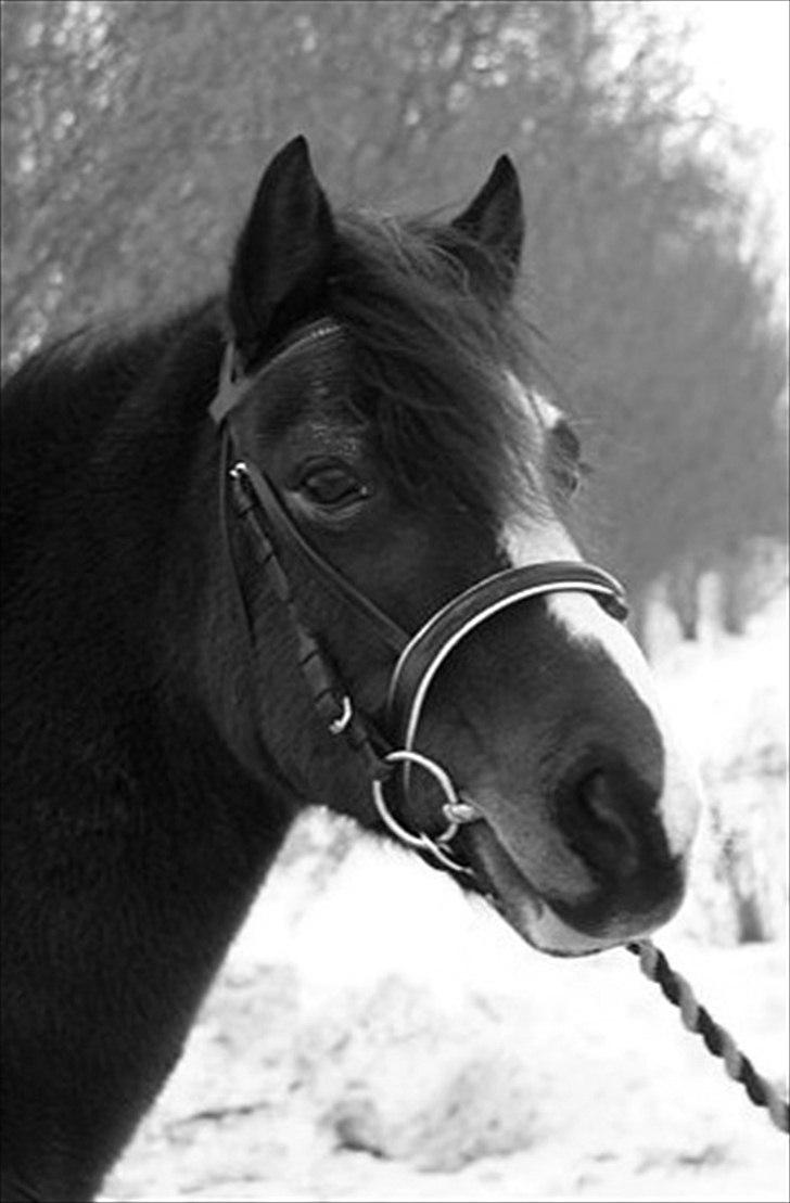 Anden særlig race Lucky Boy † miss you † - 12) Smukke Lucky! *; | Foto: KT - FOTO| billede 12