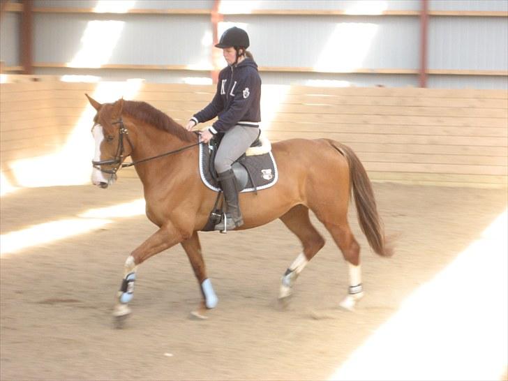 Dansk Varmblod Heartbreakers Finally  billede 1