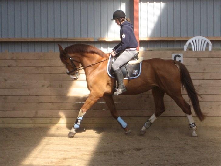 Dansk Varmblod Heartbreakers Finally  billede 2