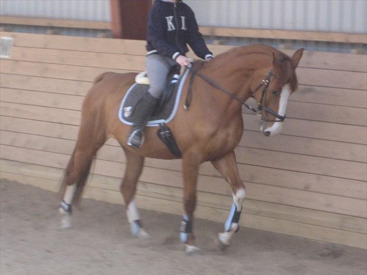 Dansk Varmblod Heartbreakers Finally  billede 3