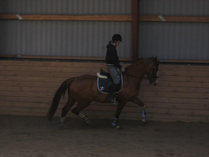 Dansk Varmblod Heartbreakers Finally  billede 4