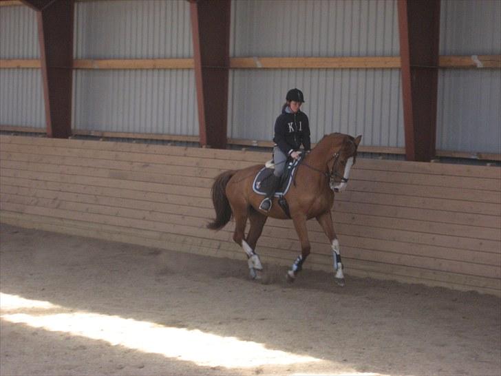 Dansk Varmblod Heartbreakers Finally  billede 5