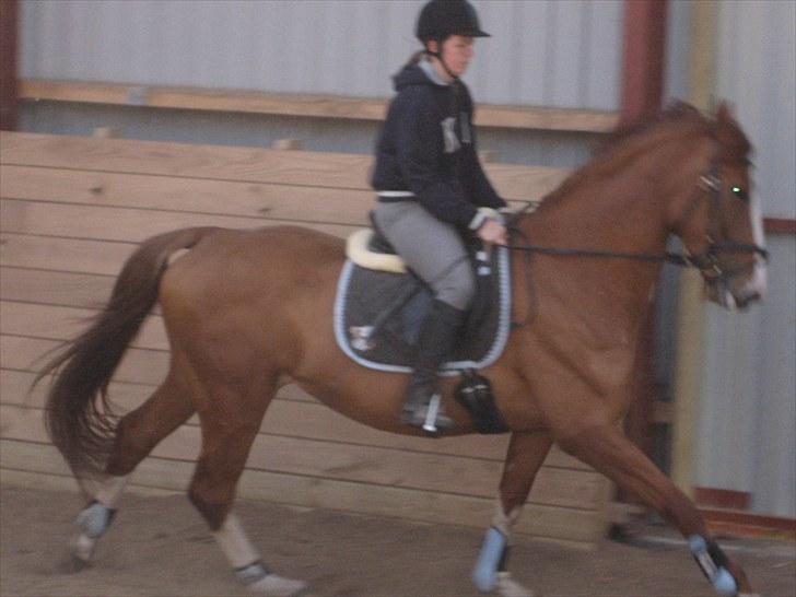 Dansk Varmblod Heartbreakers Finally  billede 6