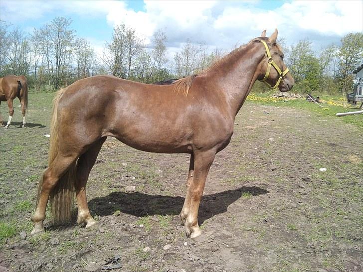 Anden særlig race ascana - velkommen til min profil billede 1