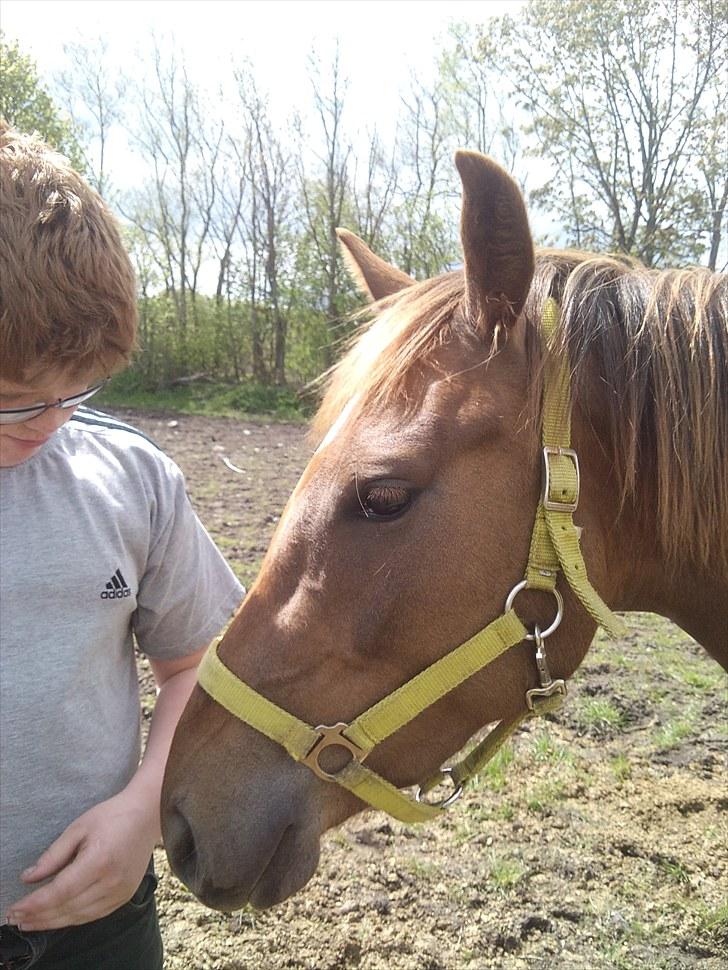 Anden særlig race ascana billede 2