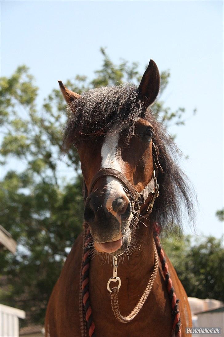 Anden særlig race Lucky Boy † miss you † - 14) Efter en slikke-sten, må man jo lige ´tørre´ sig om munden <3 | Foto KT-FOTO |  billede 14
