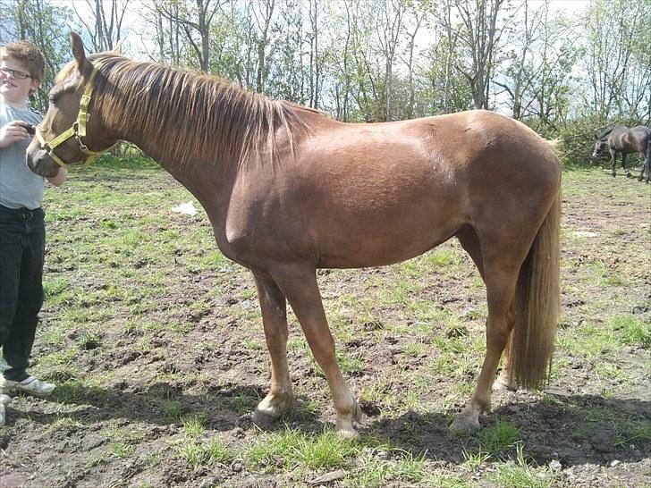 Anden særlig race ascana billede 3