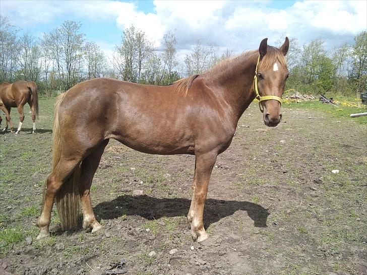 Anden særlig race ascana billede 4