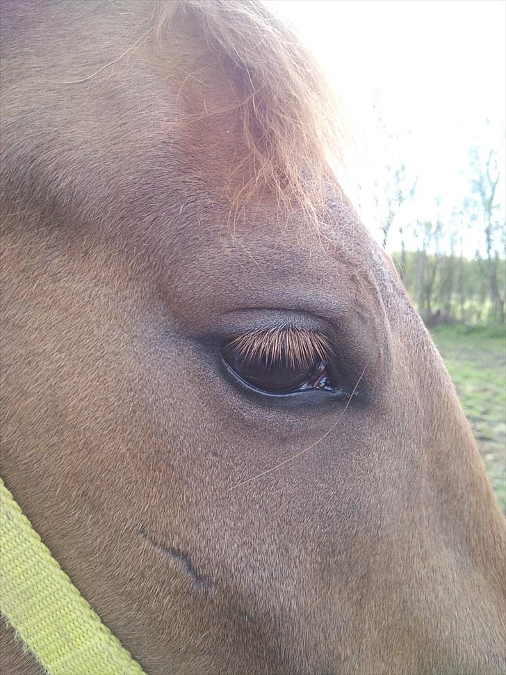 Anden særlig race ascana billede 5