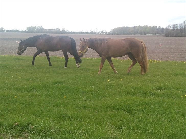 Anden særlig race ascana billede 6