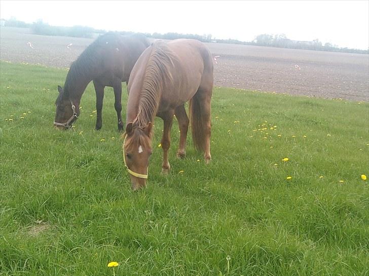 Anden særlig race ascana - mig og min kæreste flint billede 7