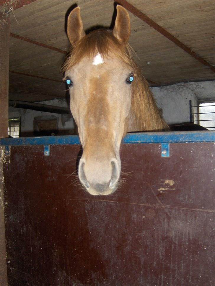 Anden særlig race ascana billede 8