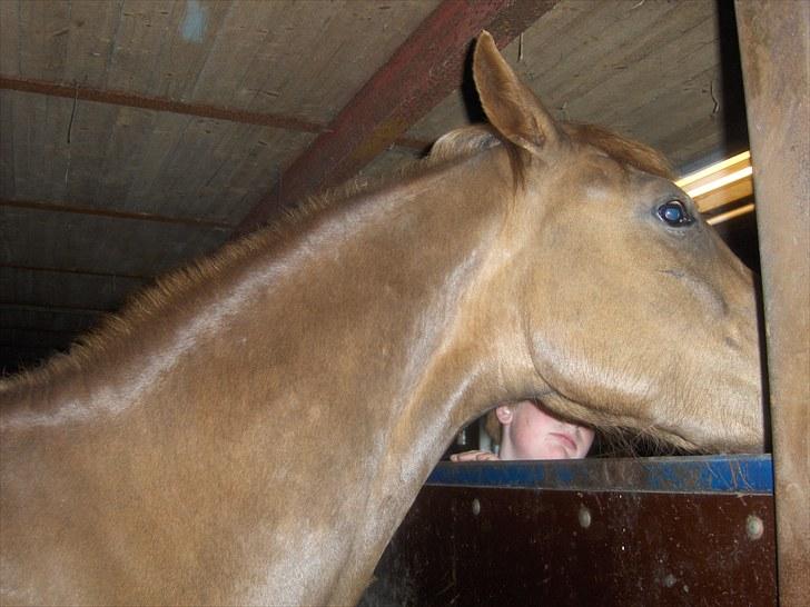 Anden særlig race ascana billede 9