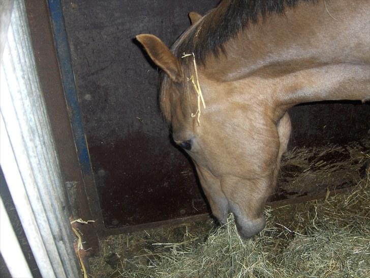 Anden særlig race ascana billede 10