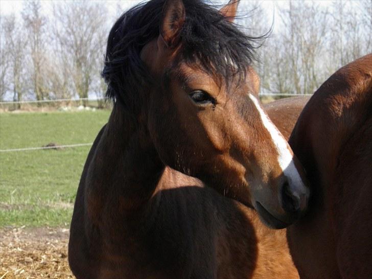 Anden særlig race Ferrari  billede 8