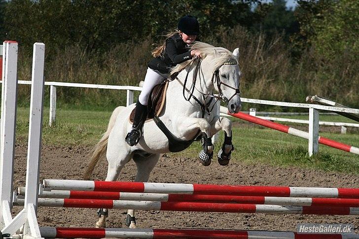 Anden særlig race Snowball -  velkommen til snowball´s profil - LD i Ørsted, farmland cup. Foto: malene markmann billede 1