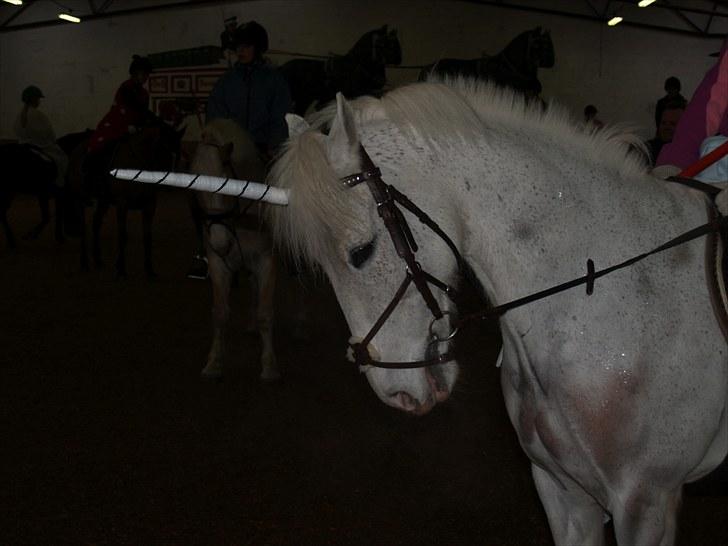 Anden særlig race Snowball - hvis ingen er perfekte hvad er du så <3<3 billede 2