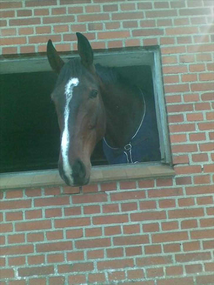 Oldenborg Tronkærs Lukas - Lukas Maj 2010 i hans nye boks i Nordjylland :) billede 19