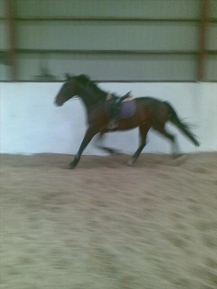 Oldenborg Tronkærs Lukas - Lukas Maj 2010 på mit nye arbejde :) billede 20