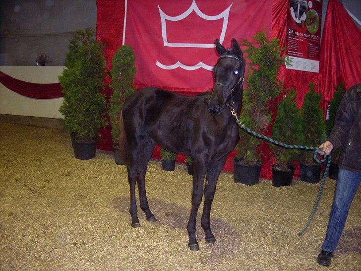 Dansk Varmblod Højbo´ Mylow  - Højbo´  Mylow. Far: Elitehingsten De noir. Mor: BRDH Højbo´ Mandalay. Morfar: Elitehingsten Weltjunge billede 1