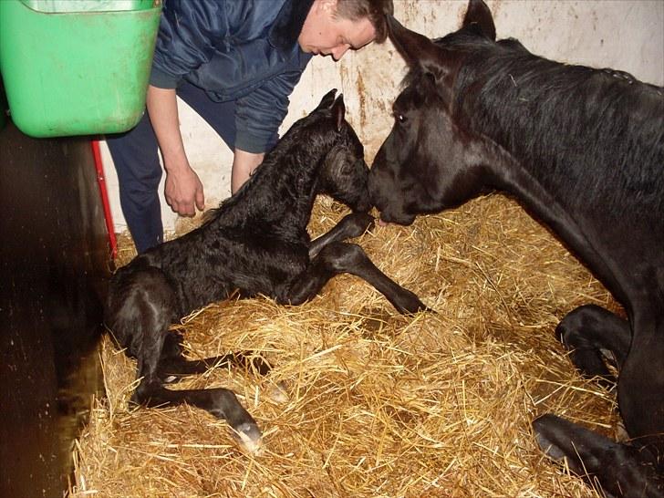 Dansk Varmblod Højbo´ Mylow  - Mylow er lige kommet til verden, og Mandalay kan tydligvis huske hvordan hendes mor sagde velkommen til hende. Ihvertfald var velkomsten varm. billede 2