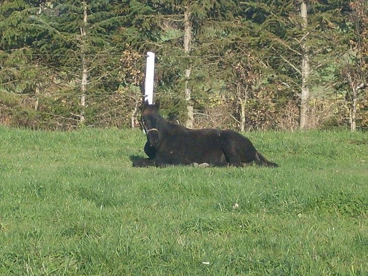 Dansk Varmblod Højbo´ Mylow  billede 3