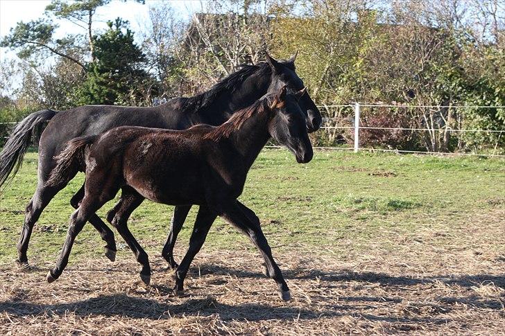 Dansk Varmblod Højbo´ Mylow  billede 4